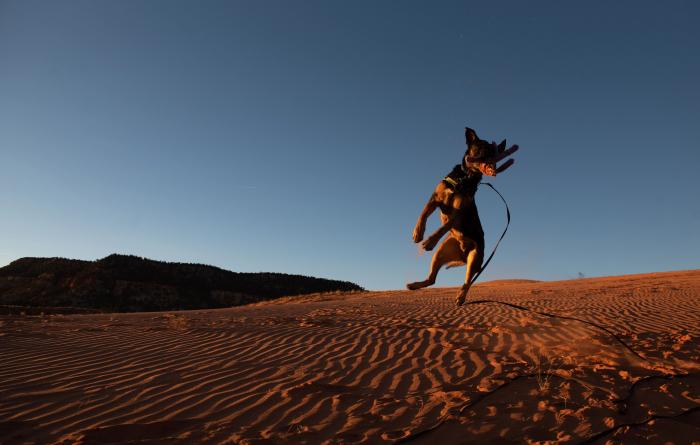 Pharaoh the dog jumping up to catch a toy on a sand dune