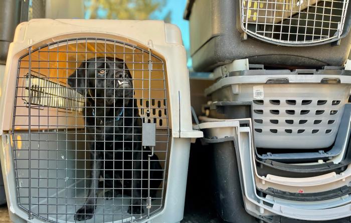 Picasso the dog in a kennel for transport