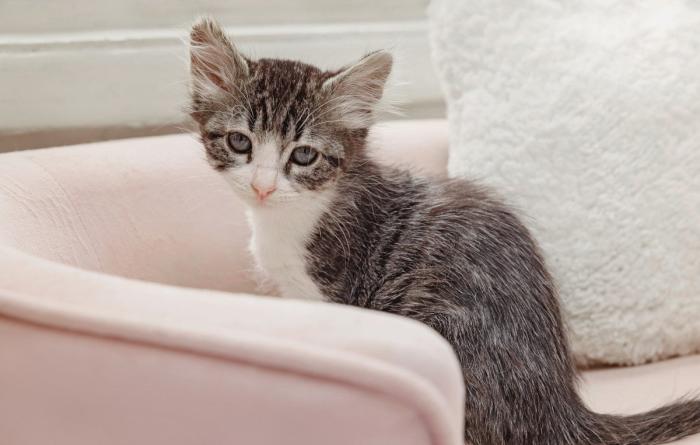 Tabby with white kitten on a light pink bed next to a white pillow