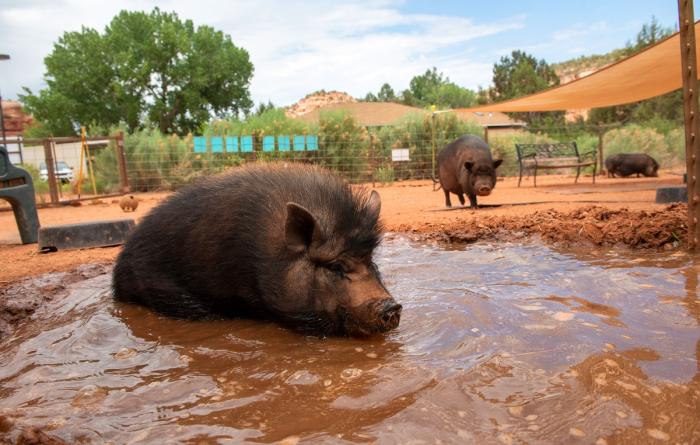 Pig sitting comfortably in a refreshing pool of water while another pig looks on