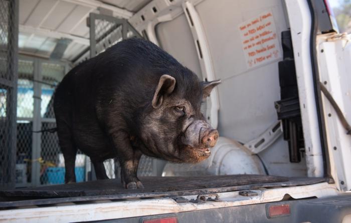 Smitty the pig in the back of a van
