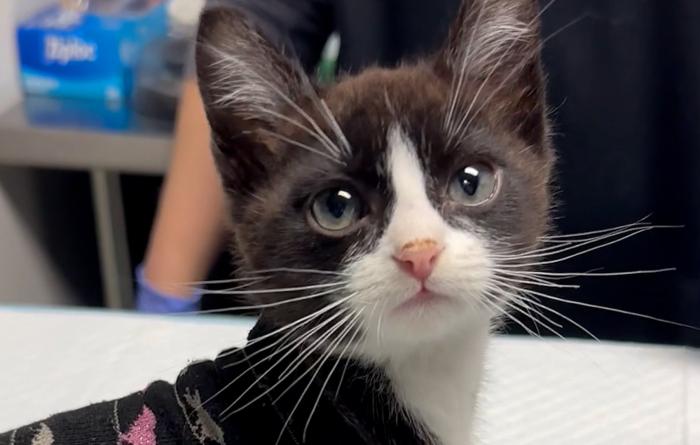 Close-up of the face of Piglet the black and white kitten