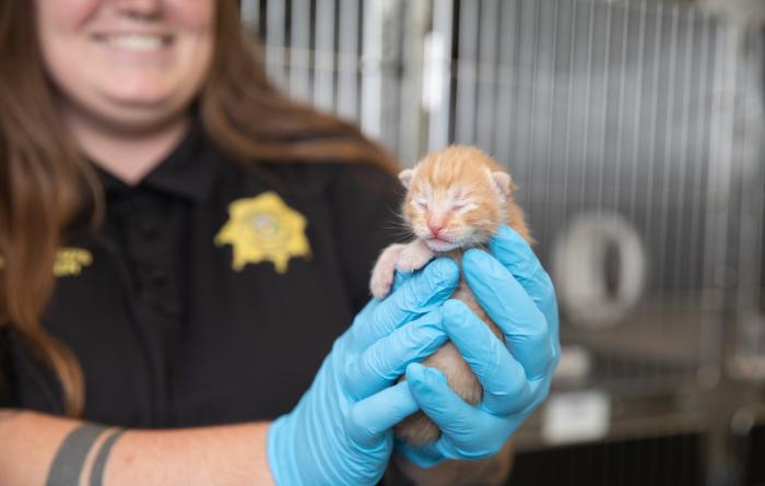 Animal control officer holding a newborn kitten with gloved hands