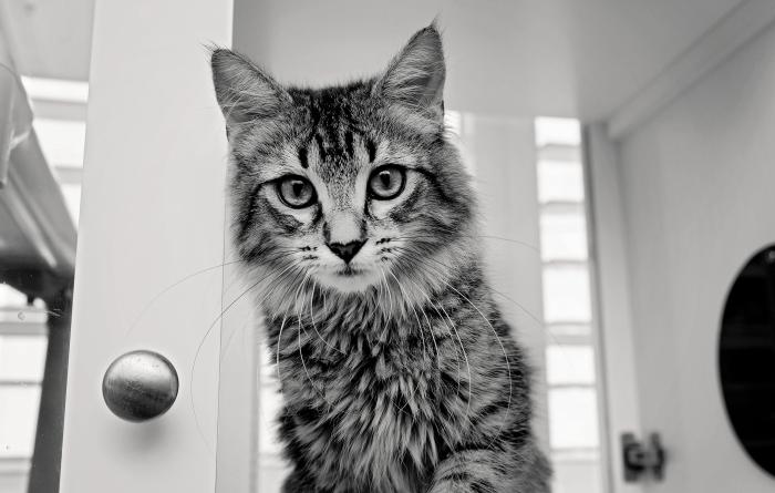 Tabby cat in shelter