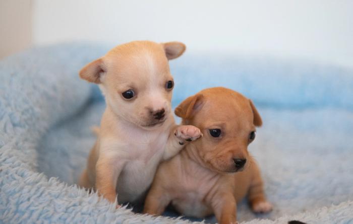 Pioneer and Pike the puppies in a blue bed