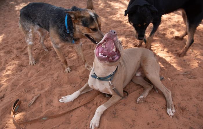 Bonito the dog's mouth playfully open outside with two other dogs during a playgroup
