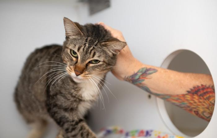 Pluto the cat being petted by a person's hand