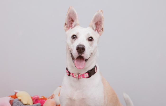 Dog with upright ears and tongue out wearing a collar