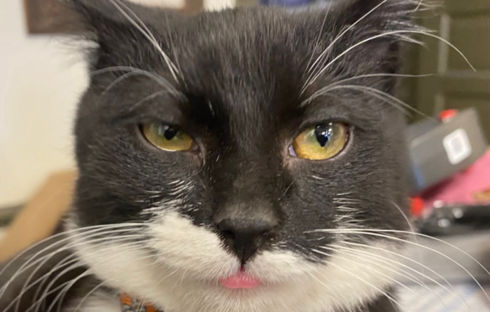 Tib the cat with the tip of his tongue stuck out a little