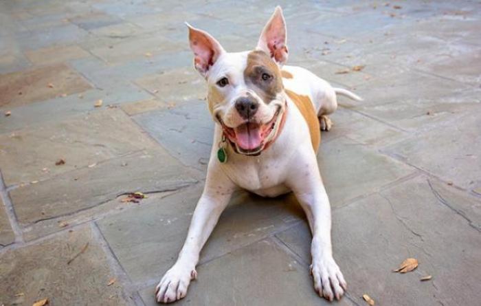 Brown and white dog lying on patio and smiling