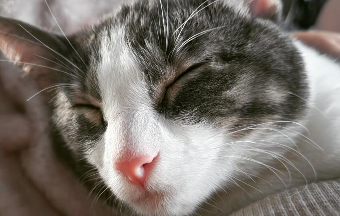 The face of Prancer the cat sleeping