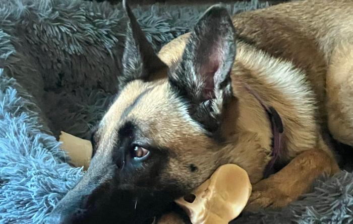 Preciosa with her head down on a a chew toy on a fuzzy bed
