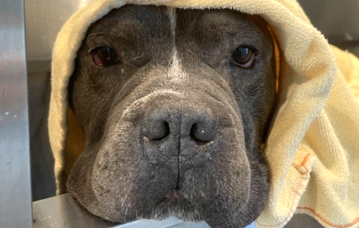 Pumba the dog after a bath with a yellow towel over his head