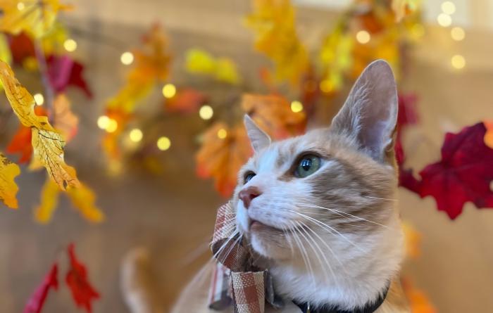 Pumpkin the cat wearing a bow, surrounded by fall-colored leaves and some white holiday lights