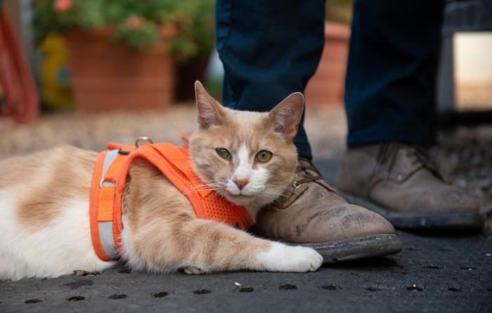 Pumpkin the cat wearing an orange harness and lying next to a person's feet