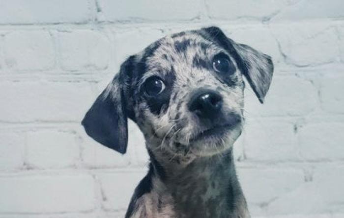 Sonny the puppy in front of a white brick wall