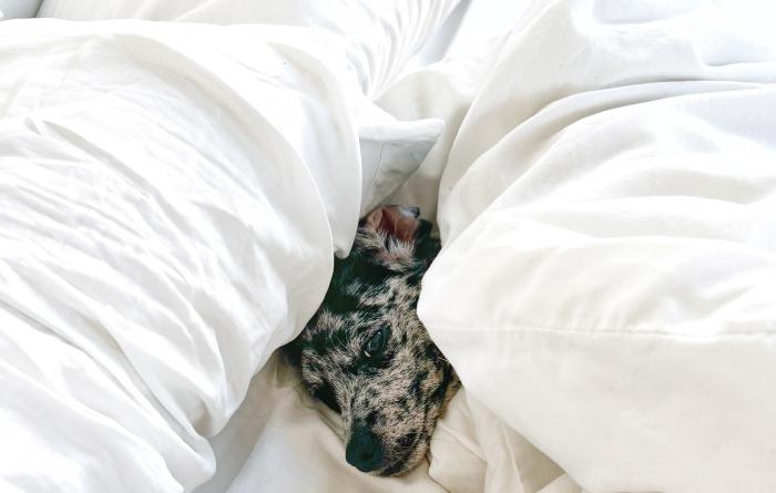 Sonny the puppy with his head poking out from under a white blanket