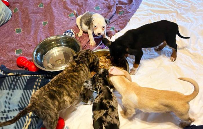 Sonny and his littermates on some blankets, in a circle eating from the same food bowl