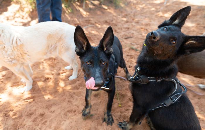 Shenzi and Bonsai the puppies outside together on some sand