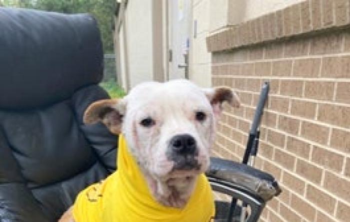 White dog wearing a yellow shirt sitting on an office chair