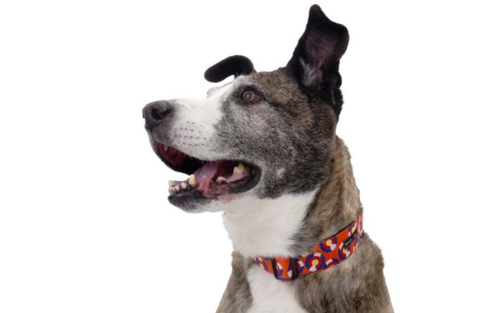 Profile of a brindle and white dog wearing a collar