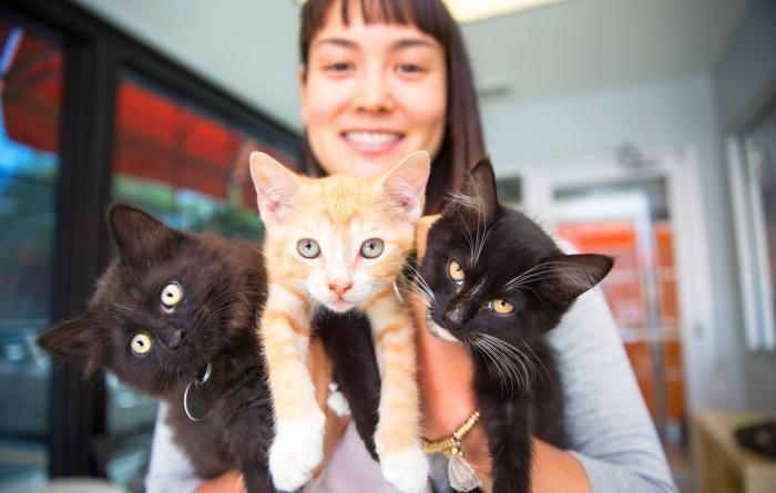 Smiling person holding three kittens in their hands