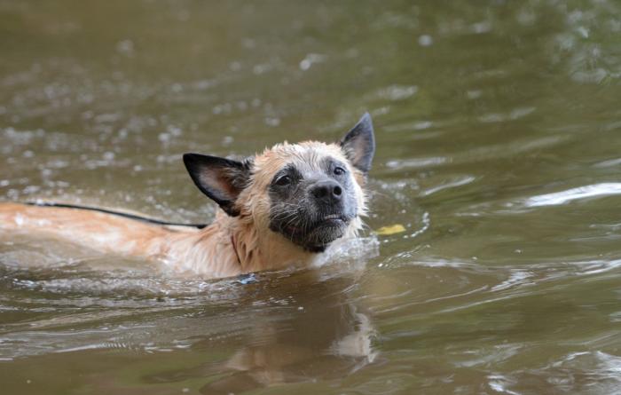 Brown dog swimming in the water