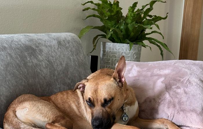 Rex the dog lying on a couch