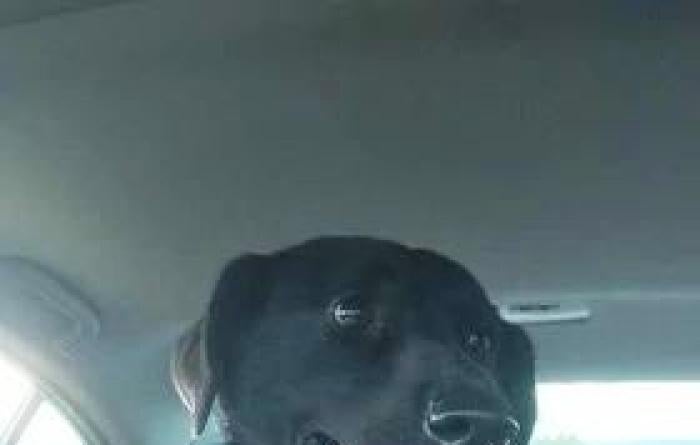 Mojo the dog in the back seat of a vehicle