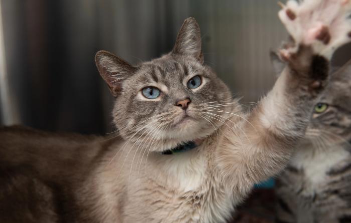 Rhett the cat reaching up with his paw