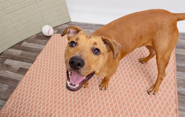 Happy dog with mouth open standing on a rug