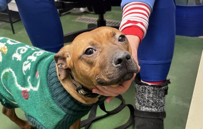 Person with a hand under Pudding the dog's chin