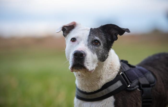 Rosita the dog with a green grass background