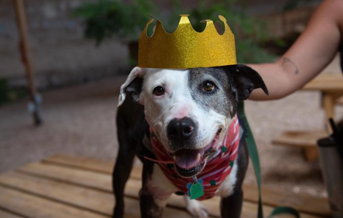 Rosita the dog smiling and wearing a gold crown, with a person's hand touching her
