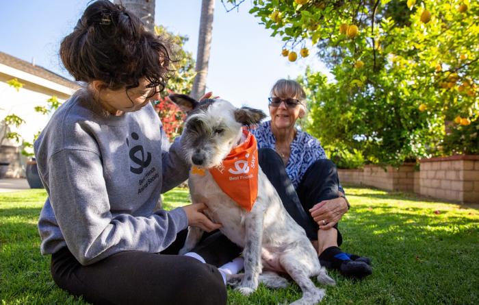 Two happy people sitting on a lawn petting a dog