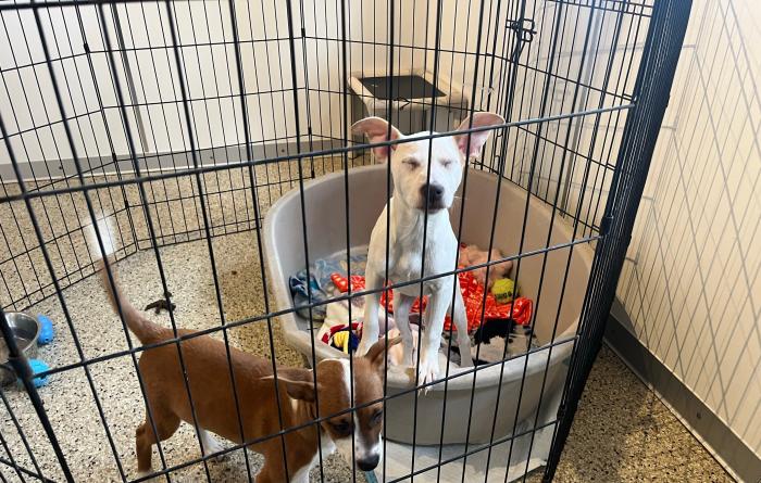 Puppies in a pen in Cat World