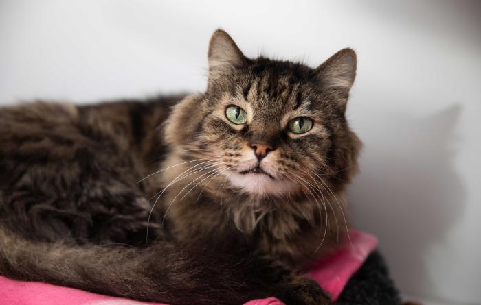 Medium hair brown tabby cat on a pink blanket