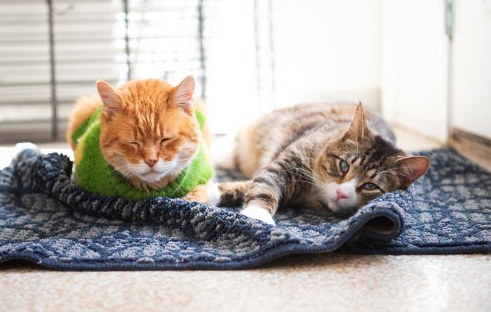 Two cats relaxing comfortably on a fuzzy blanket