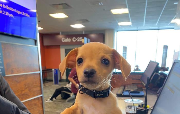 Tiny brown puppy at a Southwest Airlines counter