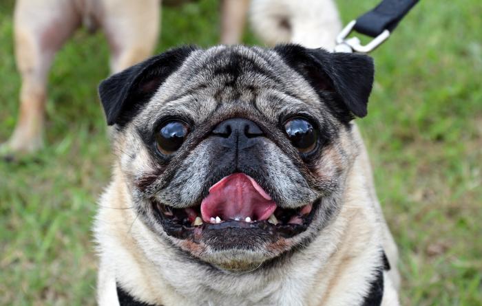 Smiling fawn colored pug on a leash whose tongue is out