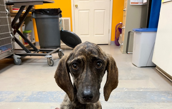 Sabine the dog sitting on a towel at the shelter