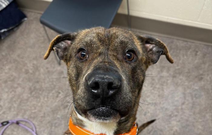 Deacon the dog wearing an orange collar
