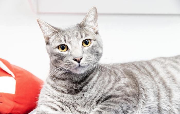 Gray tabby cat lying down and looking at the camera
