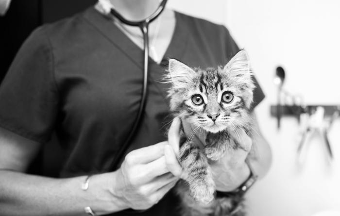Veterinary staff holding a small kitten