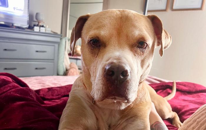 Milo the dog lying on a bed