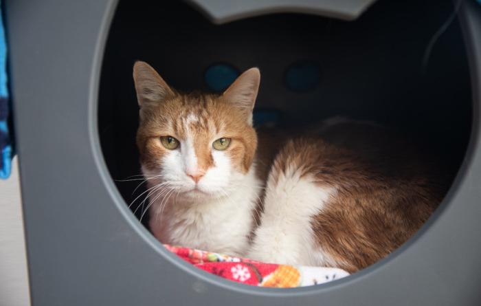 Orange and white cat lying in a plastic tub on a blanket