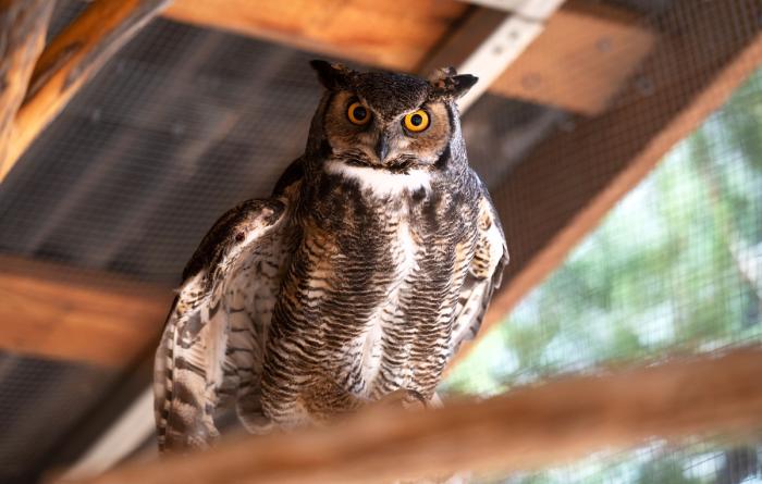 Owl perched on a branch in an outdoor enclosure