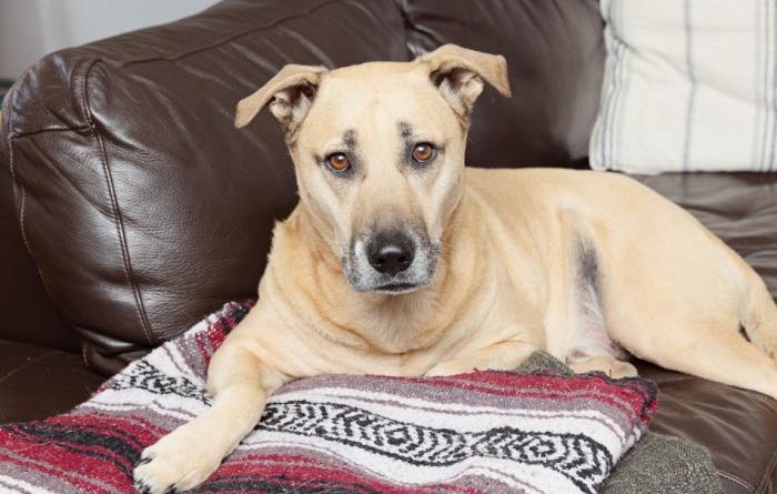 Tan dog lying on a blanket on a couch