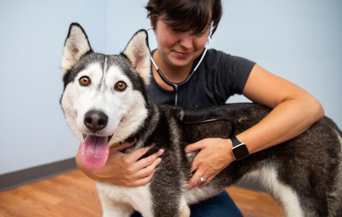 Veterinary professional examining a dog