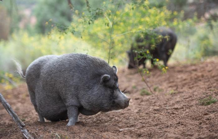 Smokey the pig outside